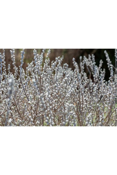 Верба білувата Айсберг Еллей висота